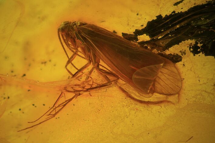 Fossil Caddisfly (Trichopterae) In Baltic Amber #72233